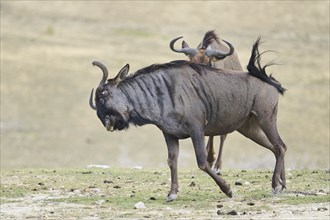 Blue wildebeest (Connochaetes taurinus) running in the dessert, captive, distribution Africa