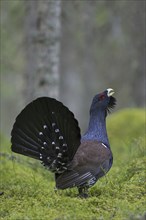 Western Capercaillie (Tetrao urogallus), Wood Grouse, Heather Cock calling during courtship display