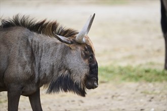 Blue wildebeest (Connochaetes taurinus) standing in the dessert, captive, distribution Africa