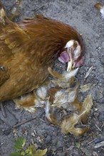 Dead chicken inside backyard chicken coop, killed by red fox (Vulpes vulpes)