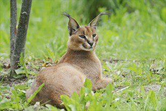 Caracal (Caracal caracal), captive, occurring in Africa