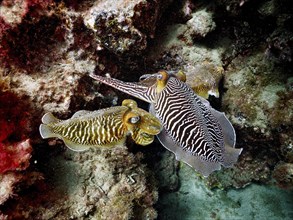 Pair of common cuttlefish (Sepia officinalis), common cuttlefish mating, dive site El Cabron Marine