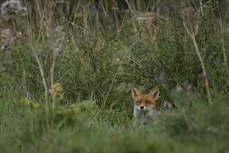 Red fox (Vulpes vulpes) adult animal hiding in grassland, Essex, England, United Kingdom, Europe