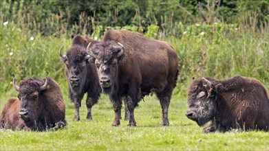 European bison (Bos bison), Bavaria, Germany, Europe