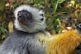 Diademed sifaka, diademed simpona (Propithecus diadema) juvenile in tree, Andasibe-Mantadia