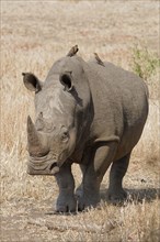 Southern white rhinoceros (Ceratotherium simum simum), adult male walking while looking at camera,