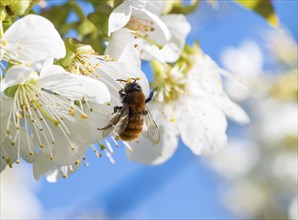 Tawny mining bee (Andrena fulva), female collects pollen from fragrant, white flowers of bird