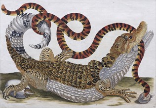 Crocodile caiman fighting with a coral snake, hand-coloured copperplate engraving by Maria Sibylla