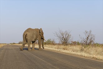 African bush elephant (Loxodonta africana), adult male crossing the asphalt road, Kruger National