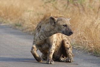 Spotted hyena (Crocuta crocuta), adult lying on the asphalt road, getting up, Kruger National Park,