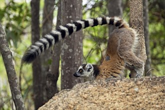 Territorial ring-tailed lemur (Lemur catta) scent-marking tree with genital scent glands, Isalo