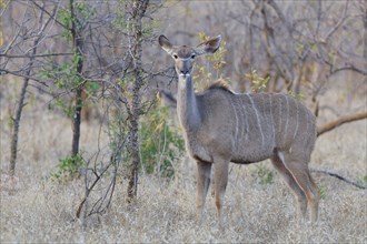 Greater kudu (Tragelaphus strepsiceros), adult female standing in dry grass, animal portrait,