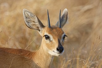 Steenbok (Raphicerus campestris), adult male standing in tall dry grass, looking towards camera,