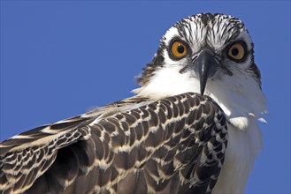 Western osprey (Pandion haliaetus), portrait, Everglades NP, Flamingo, Florida, USA, North America