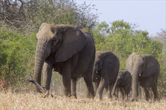 African bush elephants (Loxodonta africana), herd with young walking in single file, one behind the