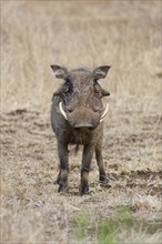 Common warthog (Phacochoerus africanus), adult male, alert, animal portrait, Kruger National Park,