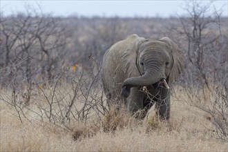 African bush elephant (Loxodonta africana), young in the thickets feeding on twigs, Kruger National