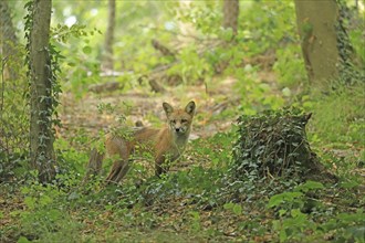 Red fox (Vulpes vulpes)