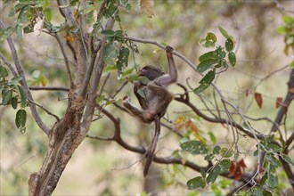 Chacma baboon (Papio ursinus), young monkey clinging to a tree branch, swinging, feeding on leaves,