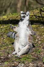 Ring-tailed lemur (Lemur catta), sunbathing, France, Europe