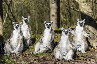 Ring-tailed lemur (Lemur catta), sunbathing, France, Europe