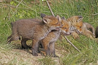 Red fox (Vulpes vulpes), Two young foxes playing and gently biting each other in the grass