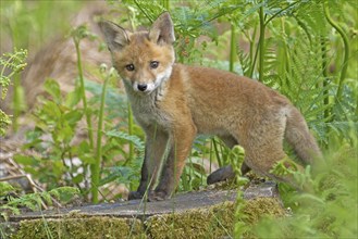 Red fox (Vulpes vulpes), A young fox stands on a tree trunk in the green forest