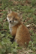 Red fox (Vulpes vulpes)