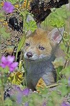 Red fox (Vulpes vulpes), young fox 5 weeks old