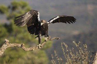 Iberian Eagle (Aquila adalberti), Spanish imperial eagle, Extremadura, Castilla La Mancha, Spain,