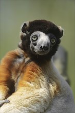 Crown sifaka (Propithecus coronatus, Propithecus verreauxi coronatus), portrait, captive, native to