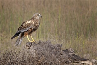 Western marsh-harrier (Circus aeruginosus) medium-sized bird of prey, male, hunting in reeds,