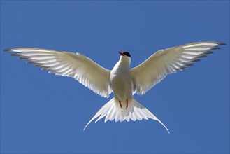 Arctic Arctic Tern (Sterna paradisea) in flight, Reykjanes, Iceland, Europe