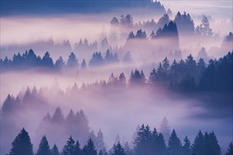 Fog and forest in OberÃ¤geri in the canton of Zug, Switzerland, Europe