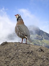 Red grouse (rock partridge) on the PR1 hiking trail from Pico Arieiro to Pico Ruvio, Madeira,