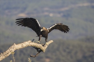 Iberian Eagle (Aquila adalberti), Spanish imperial eagle, Extremadura, Castilla La Mancha, Spain,