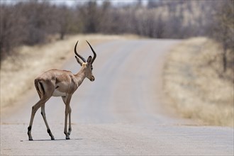 Common impala (Aepyceros melampus), adult male crossing the asphalt road, Kruger National Park,