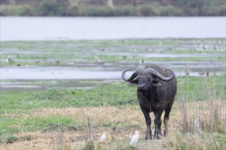 Cape buffalo (Syncerus caffer caffer), adult male standing on the banks of the Letaba River,