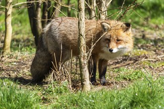 Red fox (Vulpes vulpes) standing in a meadow, France, Europe