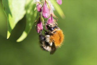 A furry hairy common carder-bee (Bombus pascuorum), wild bee sitting on a pink-coloured flower,