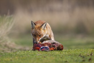 Red fox (Vulpes vulpes) adult animal feeding on a dead Common Pheasant (Phasianus colchicus) in the