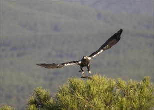 Iberian Eagle (Aquila adalberti), Spanish imperial eagle, Extremadura, Castilla La Mancha, Spain,