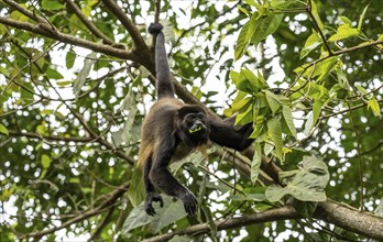 Mantled howler (Alouatta palliata) eating leaves in a tree, Cahuita National Park, Costa Rica,