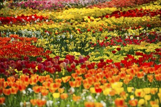 Flower meadow with colourful tulips, Mainau Island, Lake Constance, Baden-Württemberg, Germany,