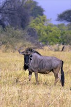 Southern blue wildebeest (Connochaetes t. tairinus), Botswana, Botswana, Africa