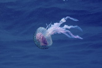 A mauve stinger (Pelagia noctiluca) floats gracefully in the deep blue water. Dive site Cap de