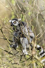 Ring-tailed lemur (Lemur catta), sunbathing, France, Europe