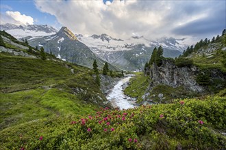 Mountain landscape with blooming alpine roses, mountain stream Zemmbach and mountain hut Berliner