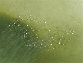 Greater Flamingo (Phoenicopterus roseus) . Taking off at a shallow lagoon. Aerial view. Drone shot.