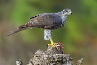 Northern northern goshawk (Accipiter gentilis), Autour des palombes, Hides De Calera / Goshawk